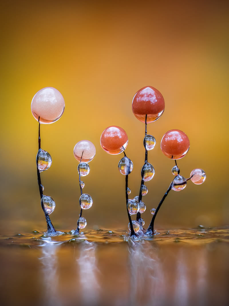 Little Mushroom