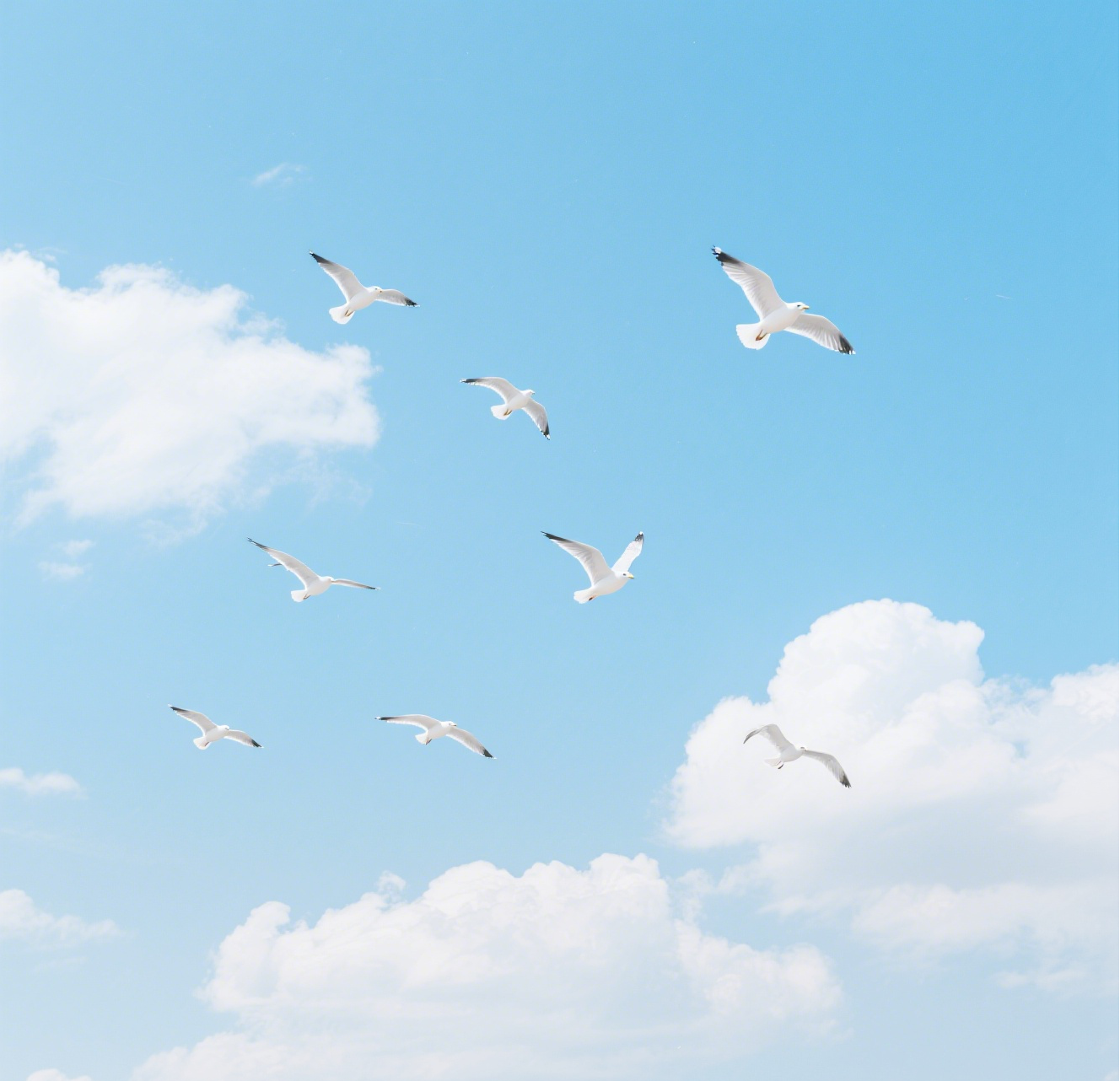Seagull