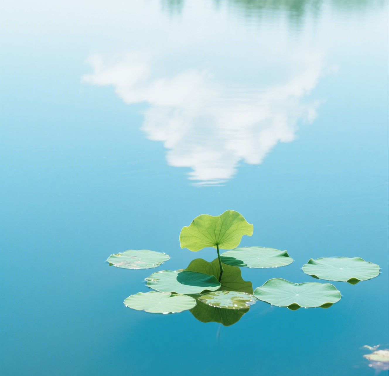 Lotus Leaf