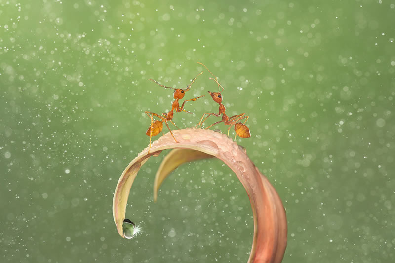 Ant