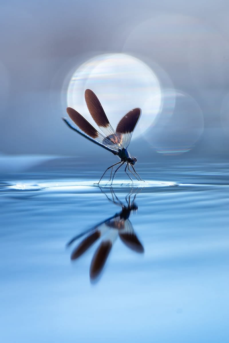 Dragonfly