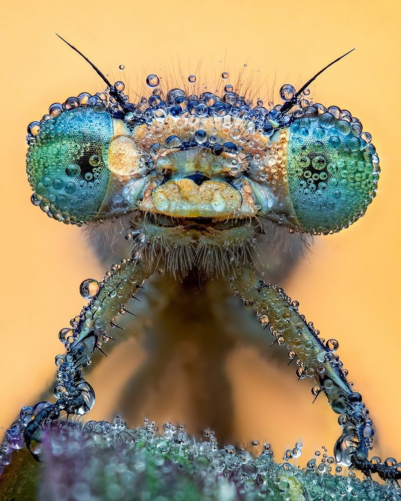 Dragonfly Eye
